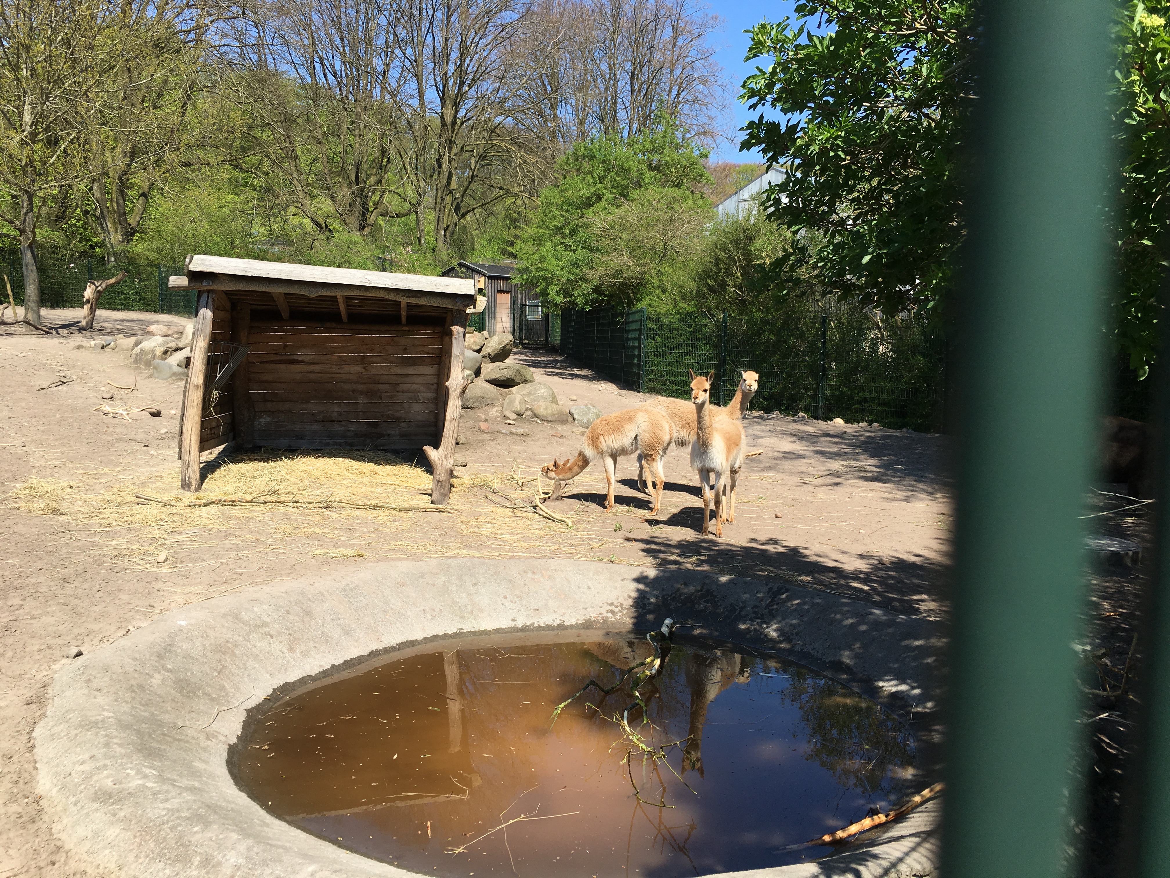 https://www.mos-eisley.dk/media/FamilieBilleder/2016/Aalborg%20Zoo%2008-05-2016/IMG_3287.jpg