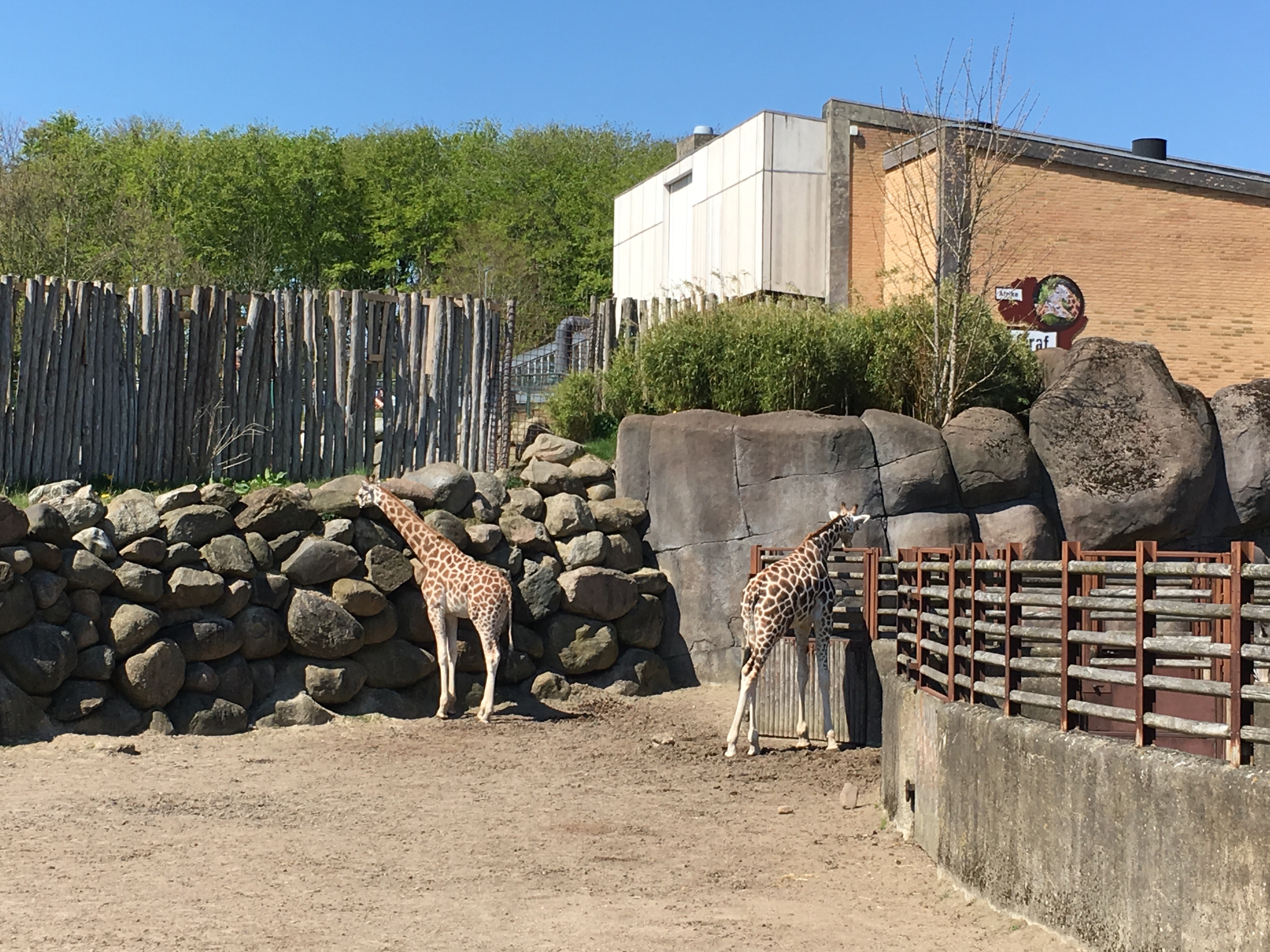 https://www.mos-eisley.dk/media/FamilieBilleder/2016/Aalborg%20Zoo%2008-05-2016/IMG_3316.jpg