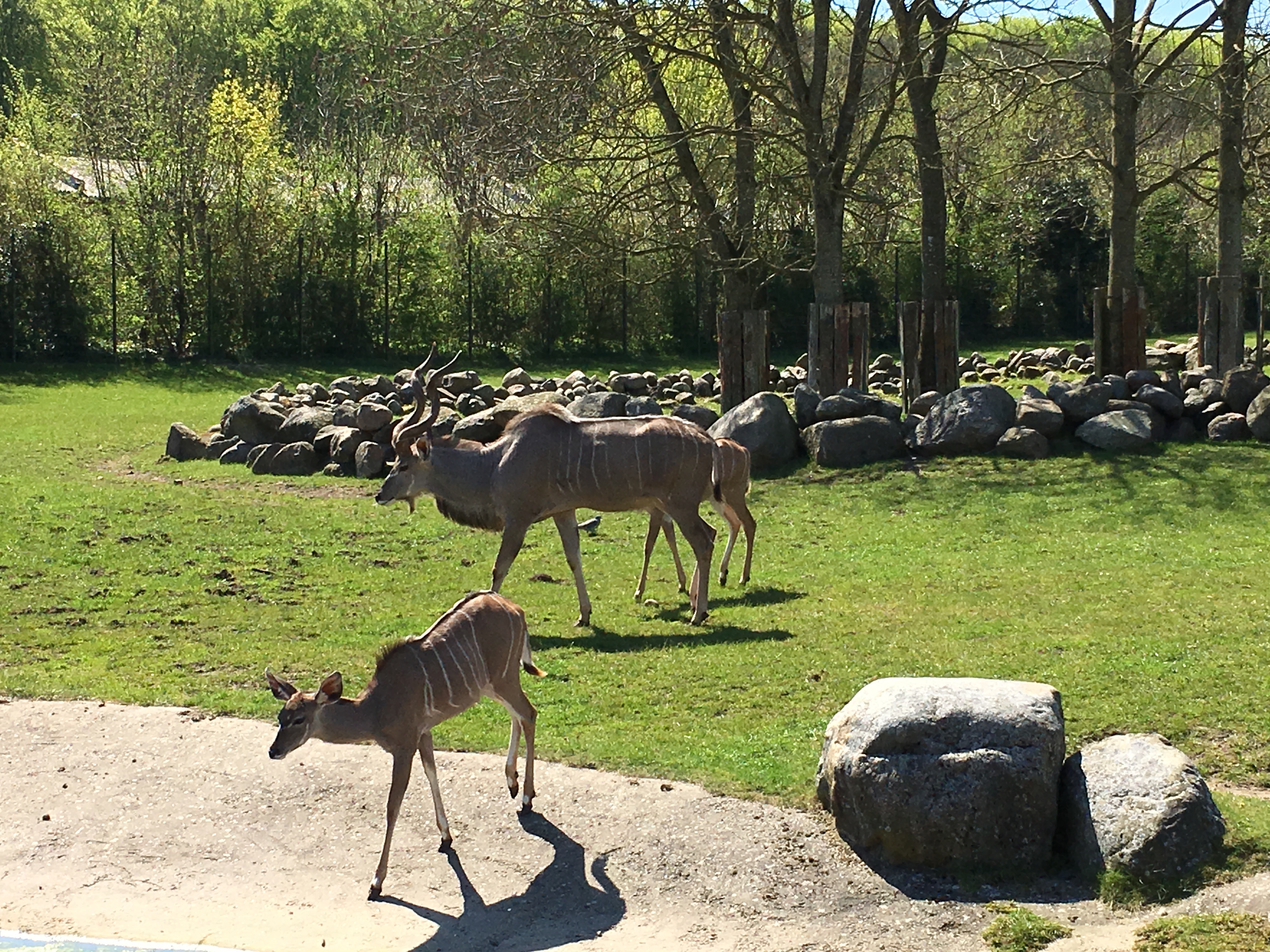 https://www.mos-eisley.dk/media/FamilieBilleder/2016/Aalborg%20Zoo%2008-05-2016/IMG_3318.jpg