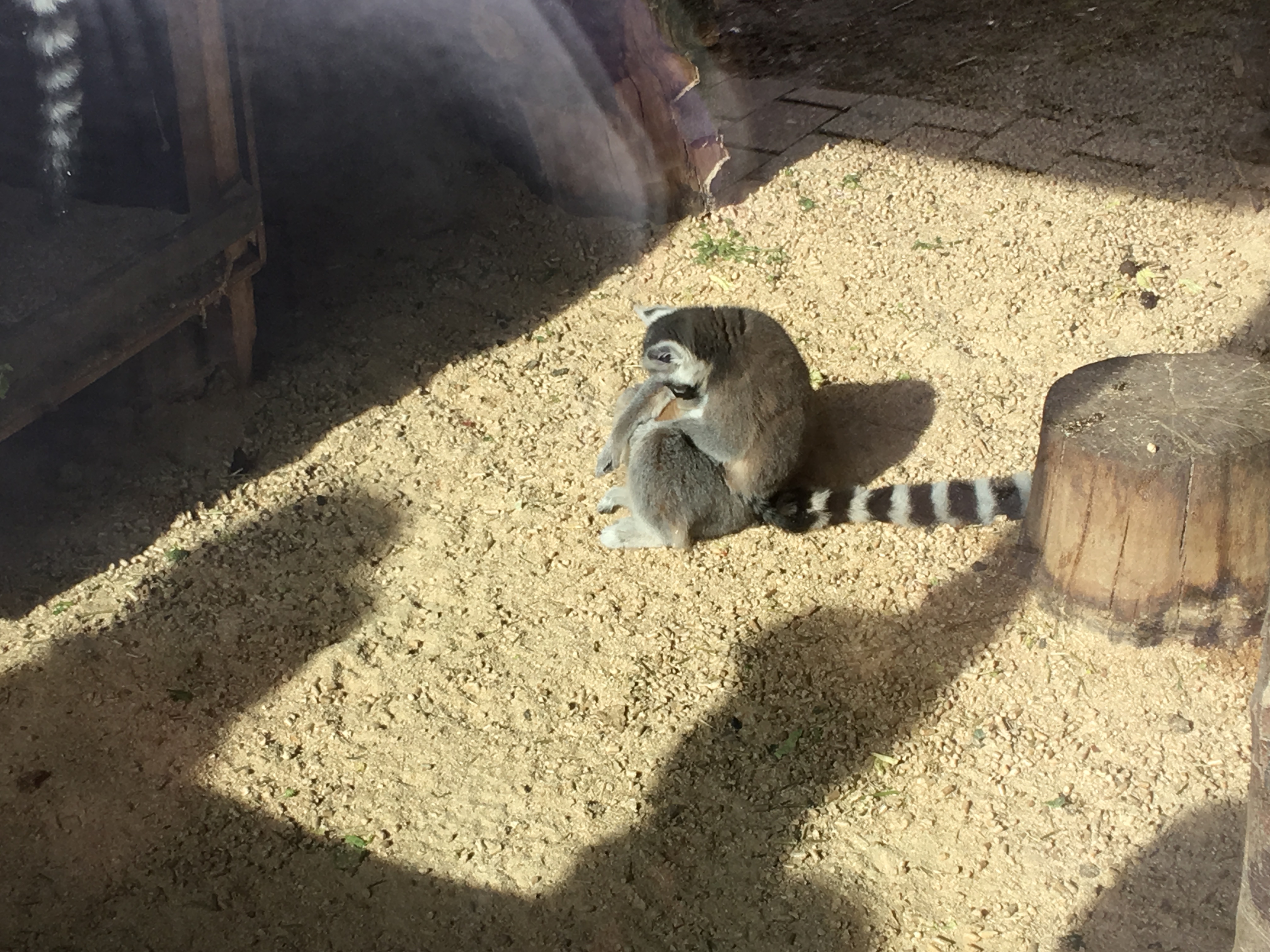 https://www.mos-eisley.dk/media/FamilieBilleder/2018/Zoo%2007-04-2018/IMG_5624.jpg