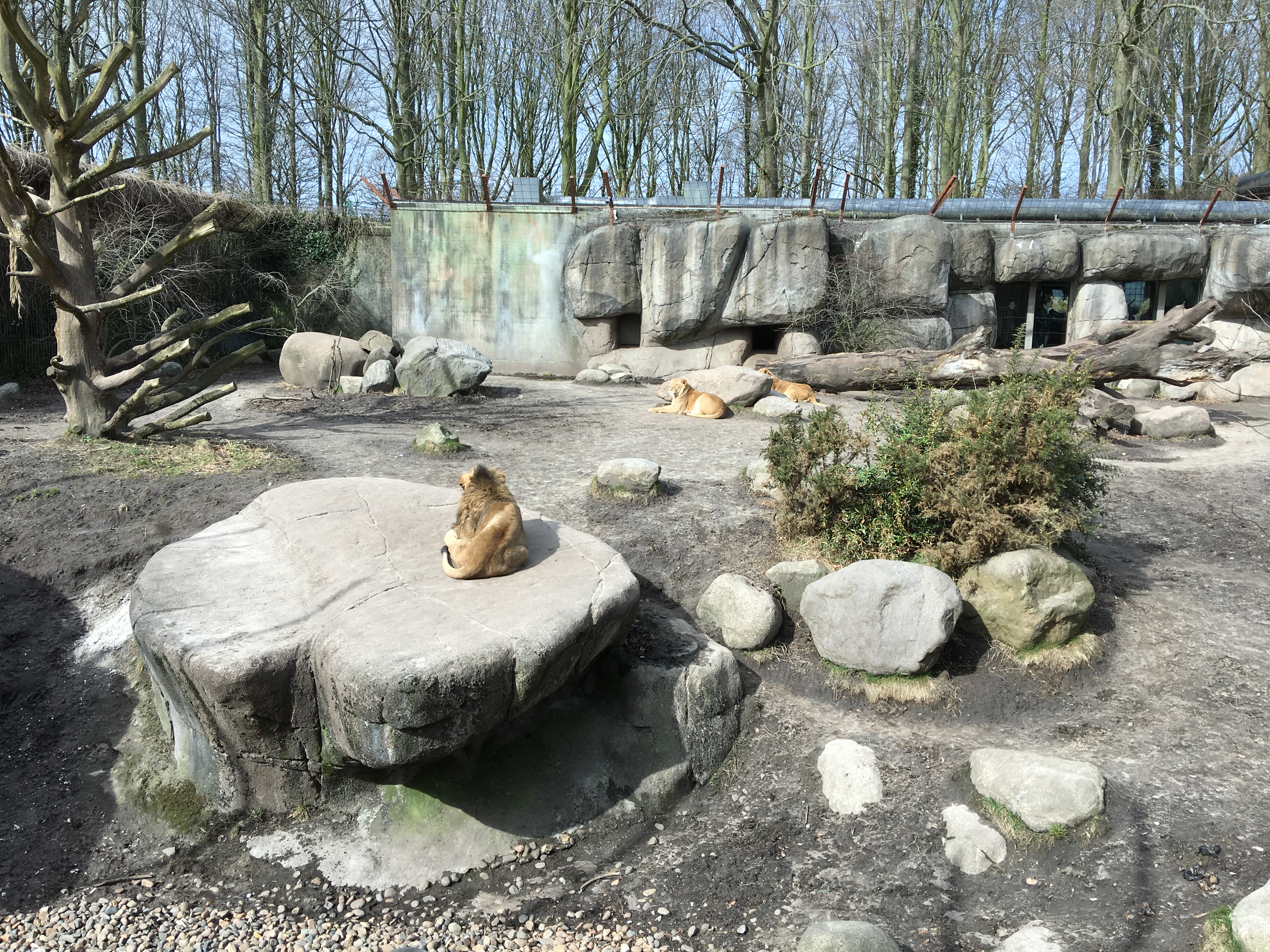 https://www.mos-eisley.dk/media/FamilieBilleder/2018/Zoo%2007-04-2018/IMG_5635.jpg
