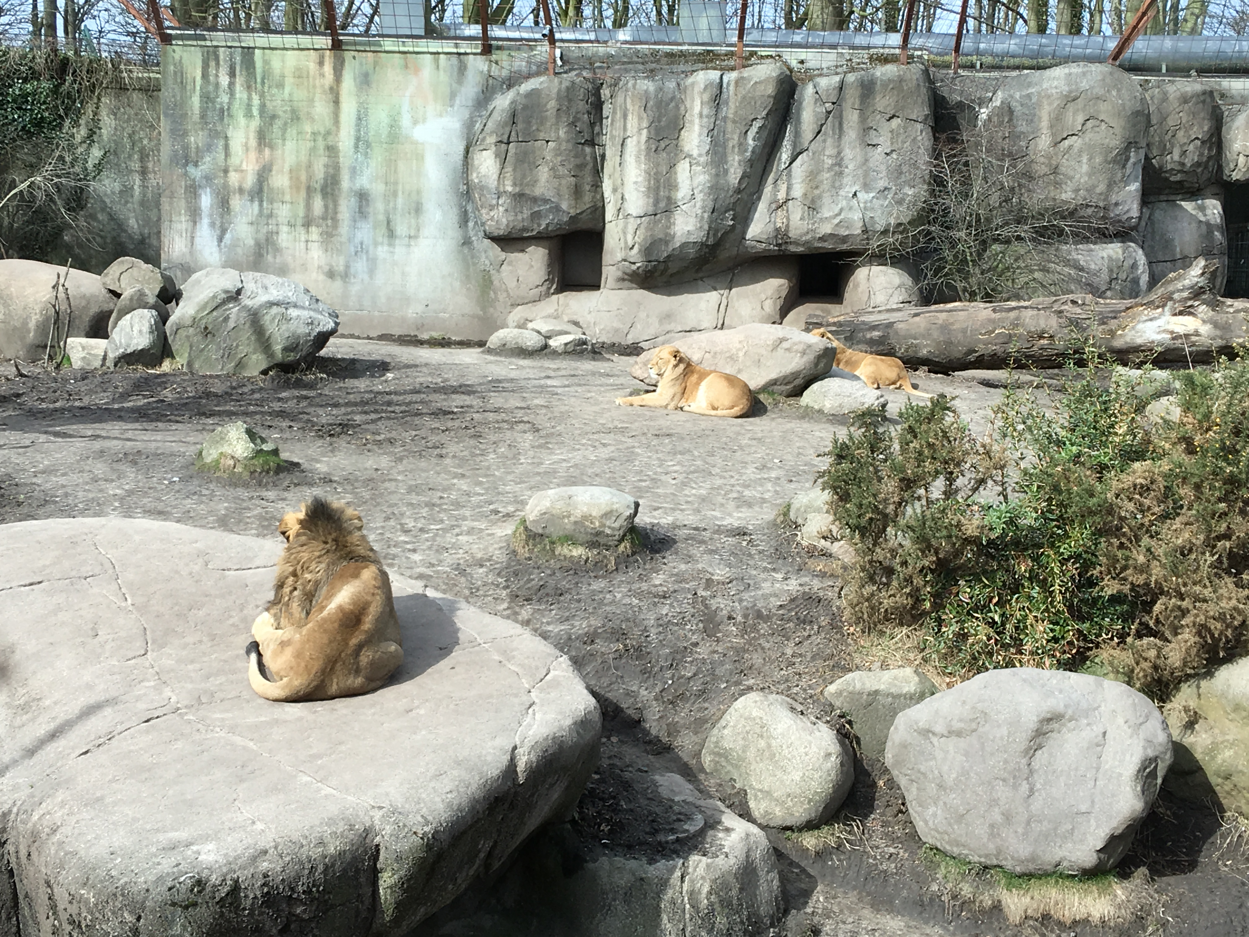 https://www.mos-eisley.dk/media/FamilieBilleder/2018/Zoo%2007-04-2018/IMG_5636.jpg
