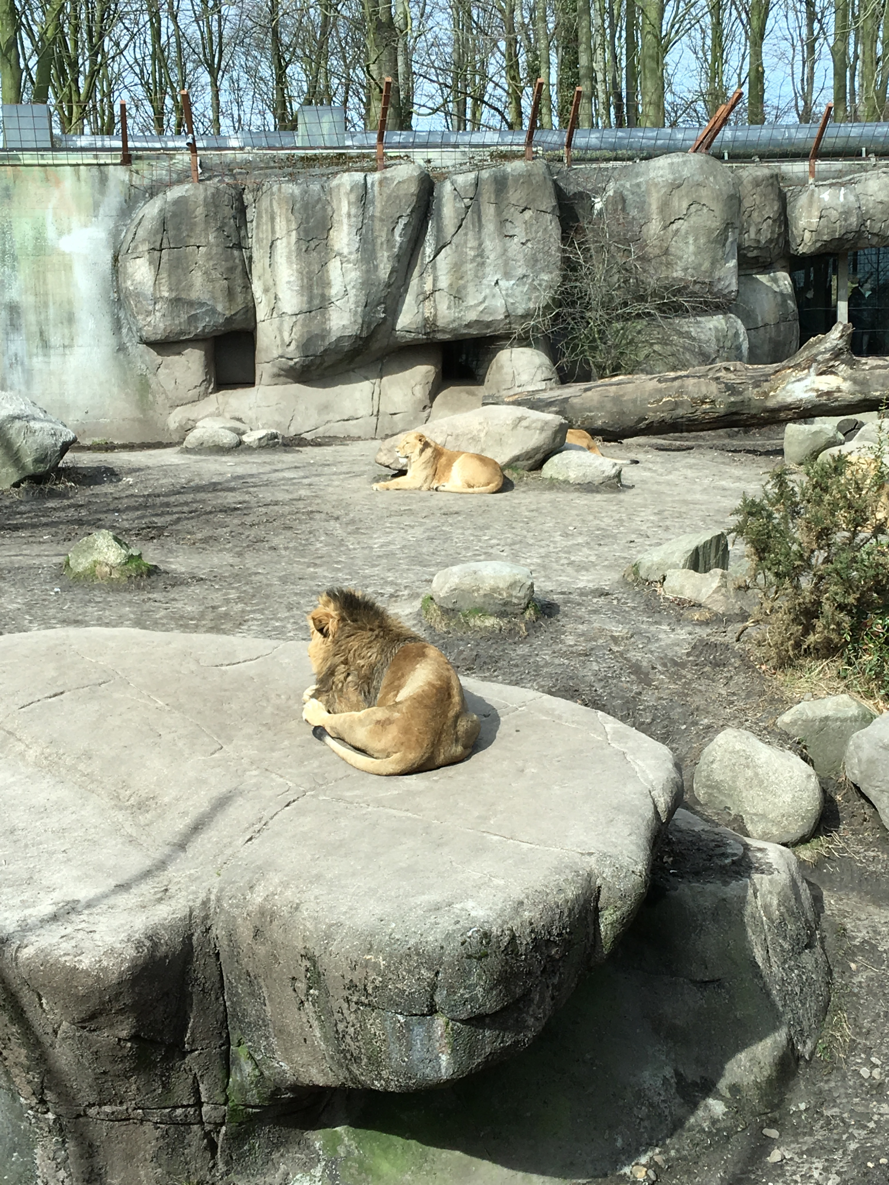https://www.mos-eisley.dk/media/FamilieBilleder/2018/Zoo%2007-04-2018/IMG_5637.jpg