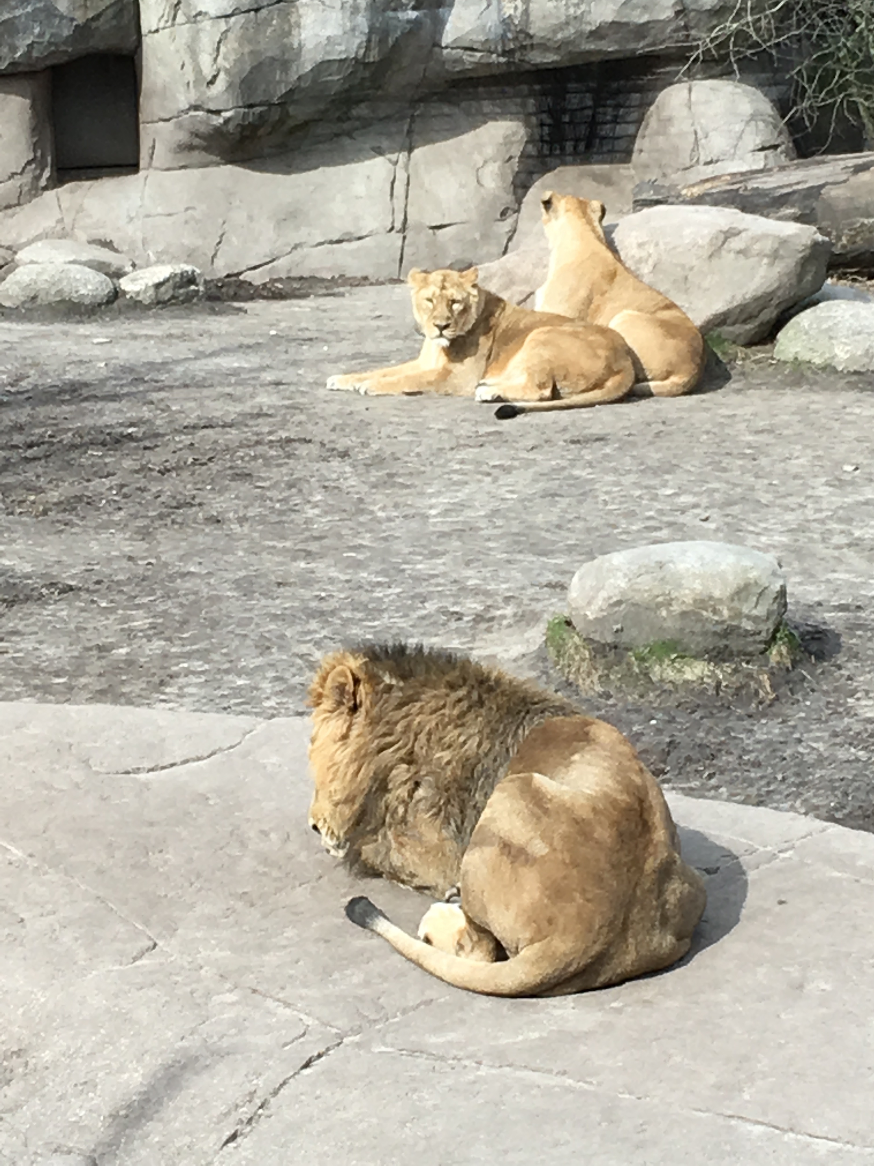 https://www.mos-eisley.dk/media/FamilieBilleder/2018/Zoo%2007-04-2018/IMG_5638.jpg