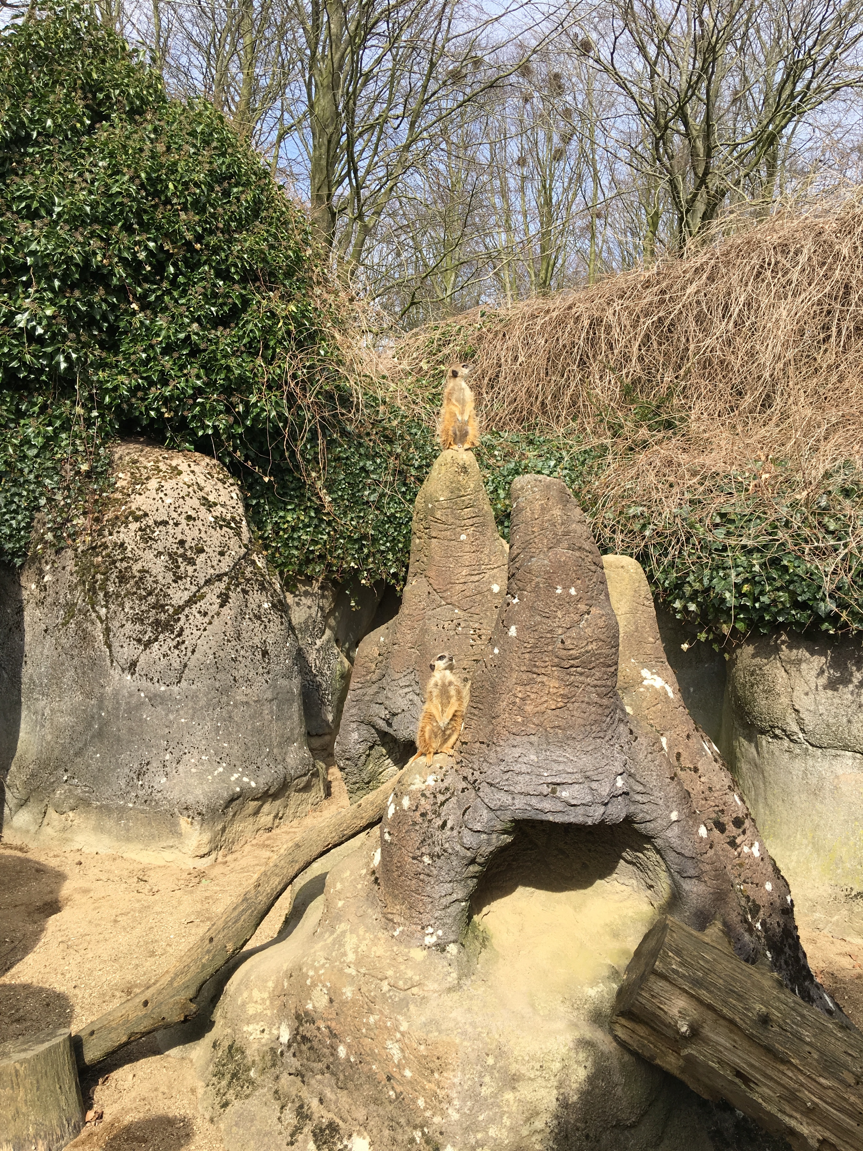 https://www.mos-eisley.dk/media/FamilieBilleder/2018/Zoo%2007-04-2018/IMG_5639.jpg
