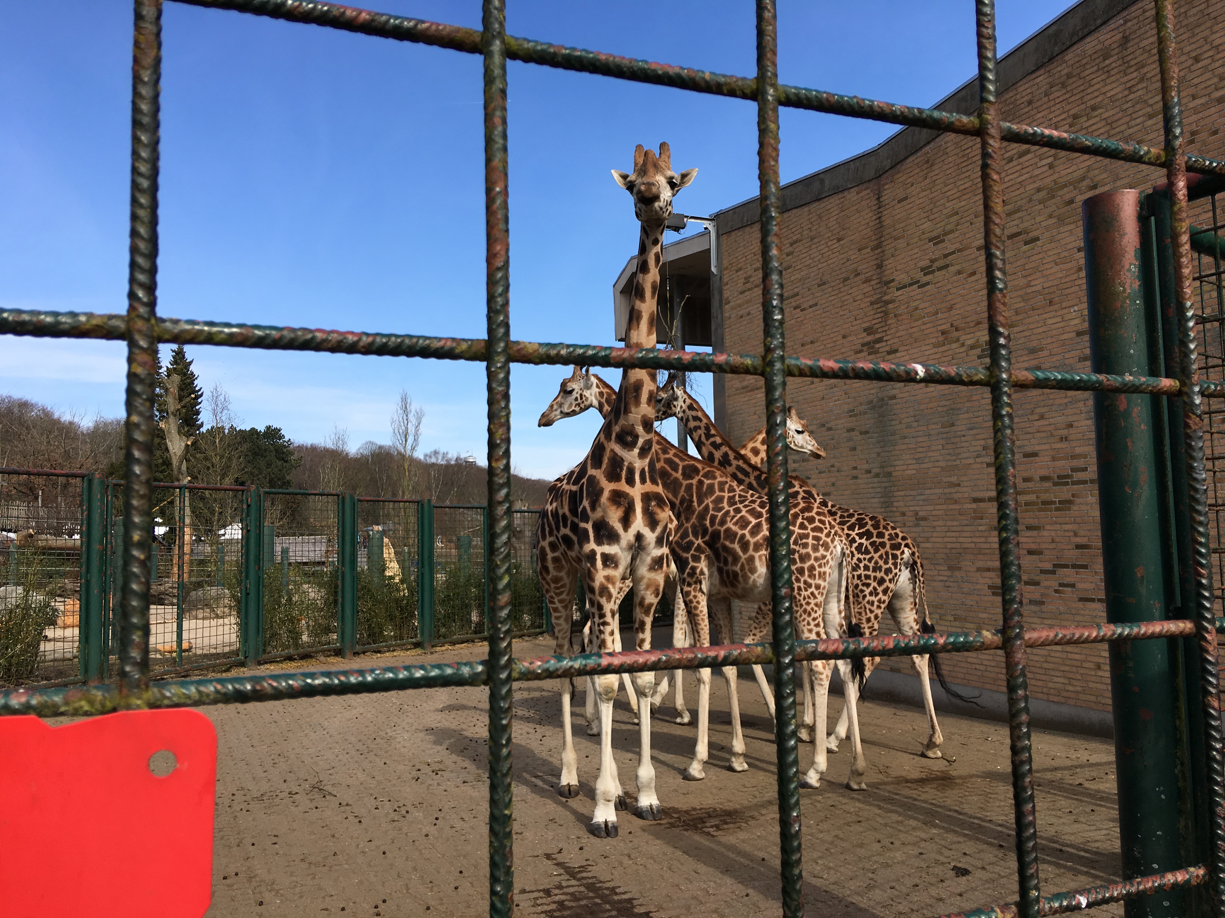 https://www.mos-eisley.dk/media/FamilieBilleder/2018/Zoo%2007-04-2018/IMG_5664.jpg