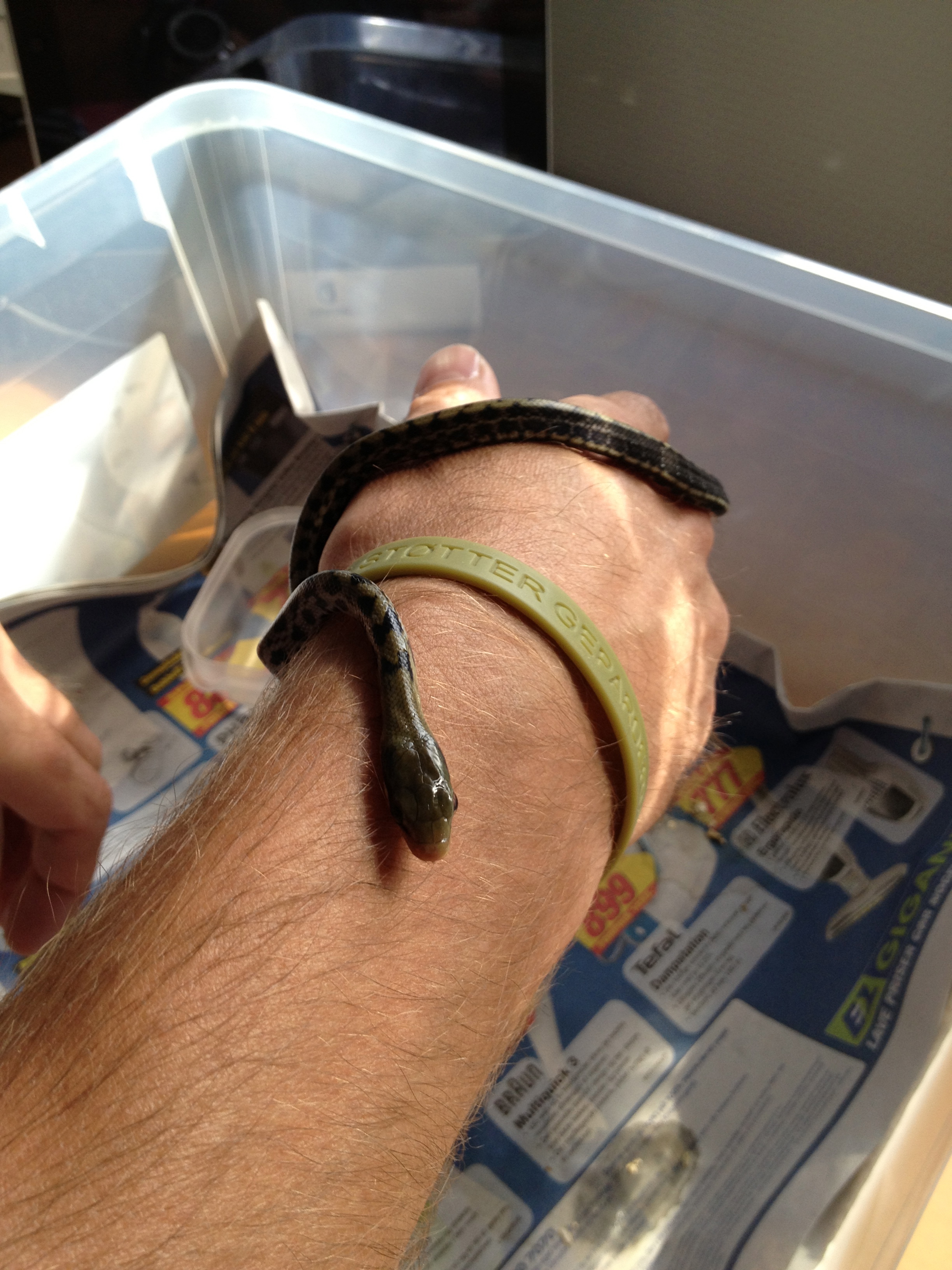 https://www.mos-eisley.dk/media/SlangeReden/VoresSlanger/Taiwan%20Rottesnog%20-%20Orthriophis%20taeniurus%20friesi/Billeder/Unger%2012-08-2013//IMG_2115.jpg